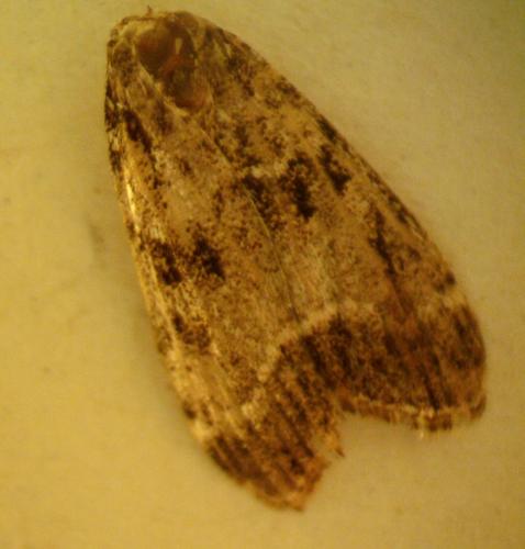 Réf. 268 543 : Eudonia mercurella